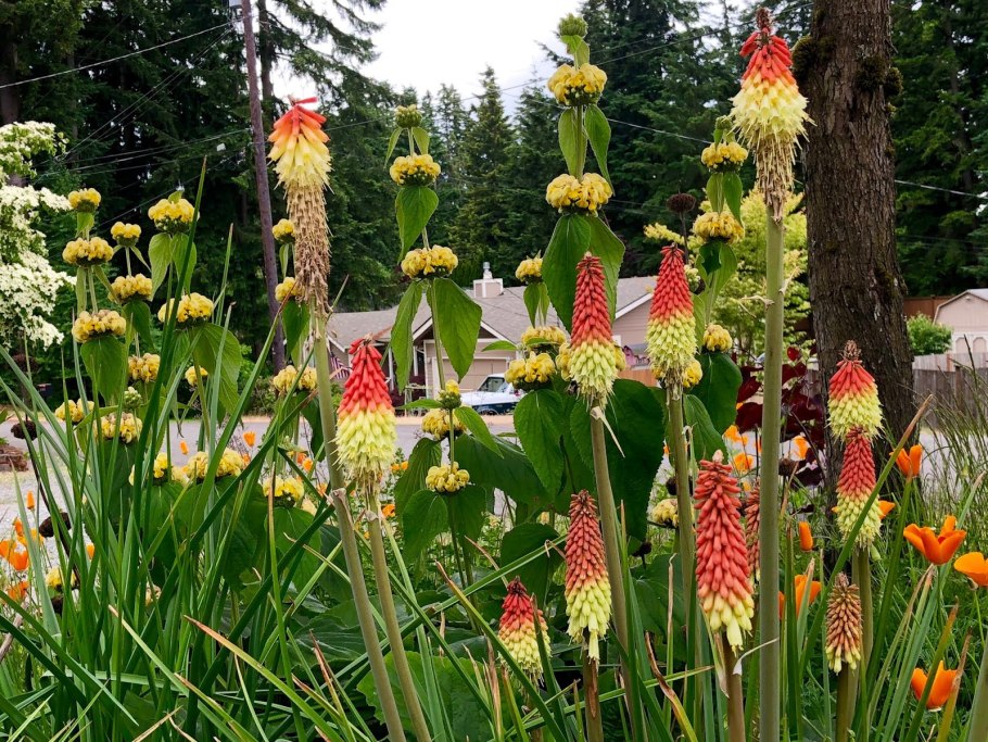 Книфофия гибридная альказар