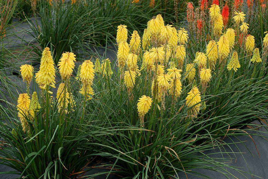 Книфофия Ягодная (Kniphofia uvaria)