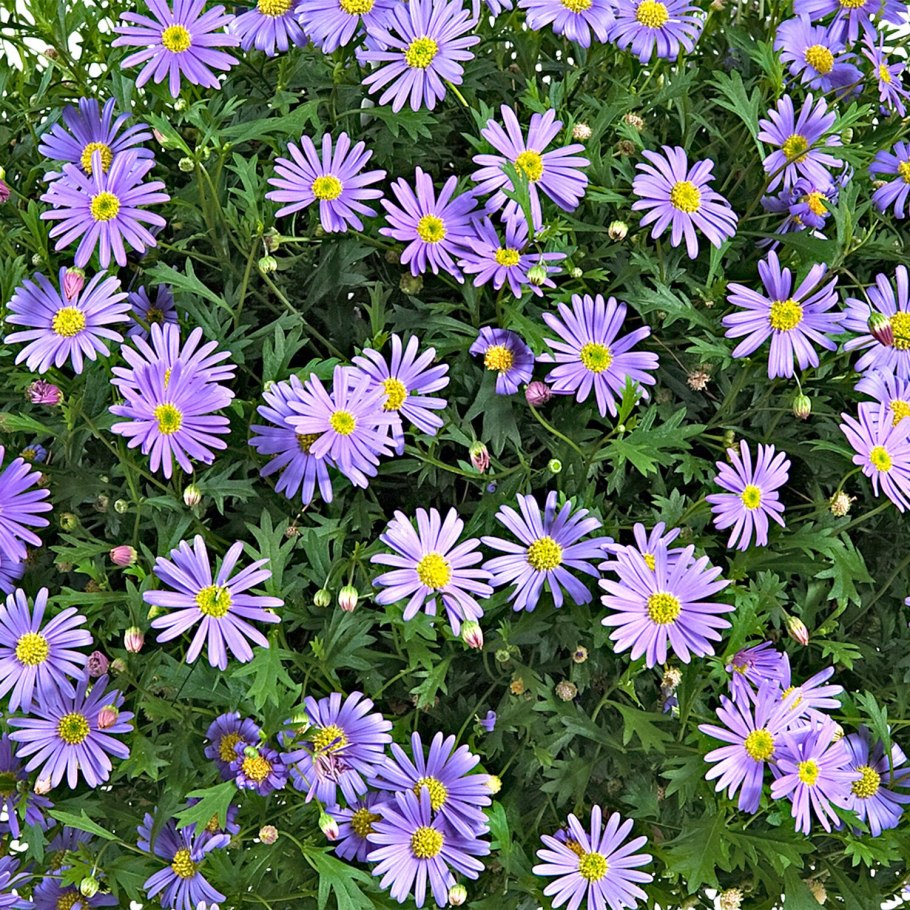 Брахикома и беролистная