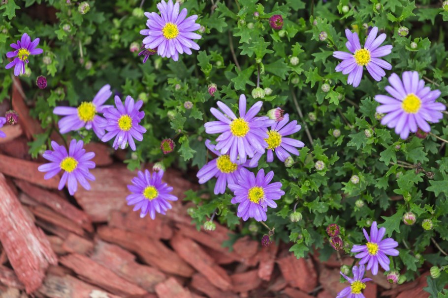 Брахикома иберисолистная нега