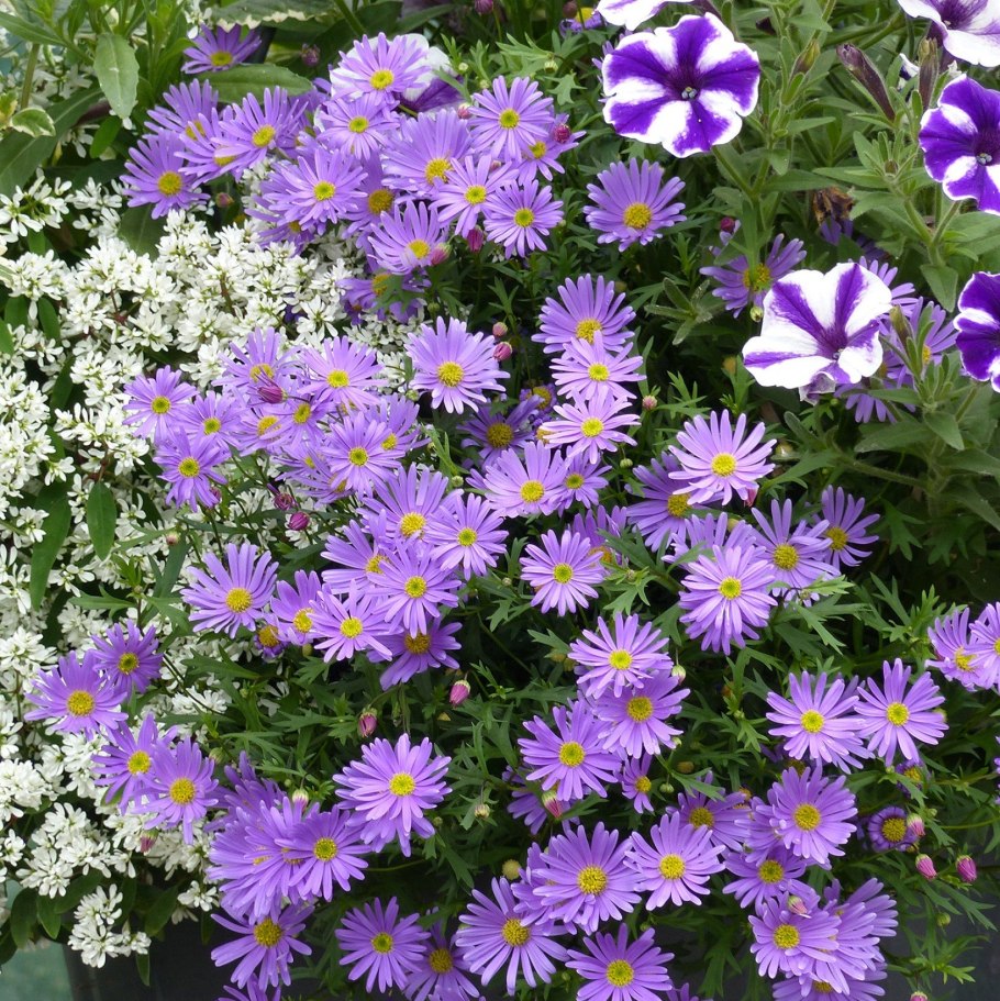 Брахикома ампельная