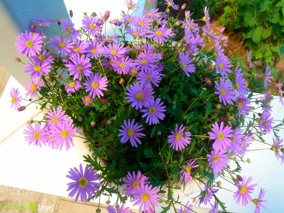 Брахикома маргарита