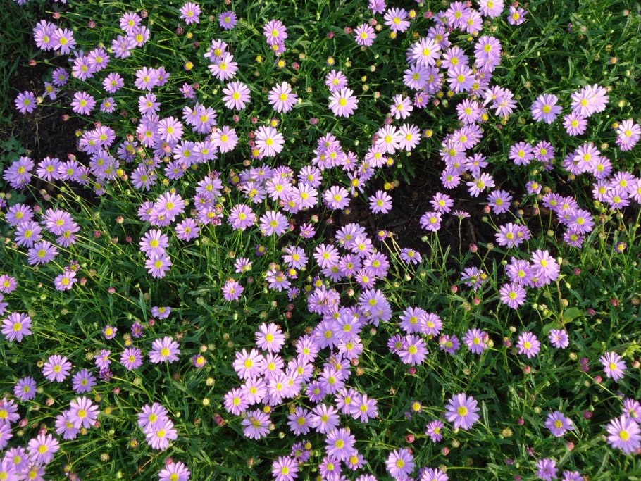 Брахикома пурпурная малышка