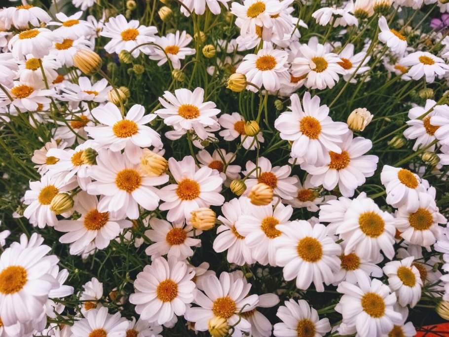 Ромашка цветки