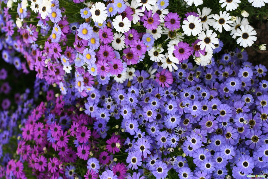 Брахикома лебединое озеро