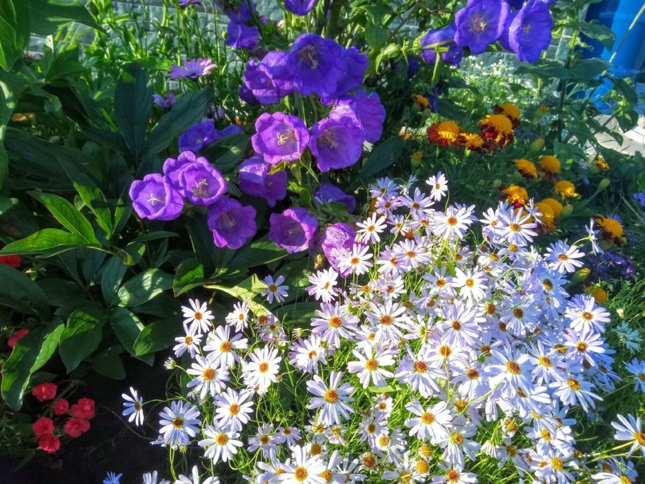 Брахикома ампельная