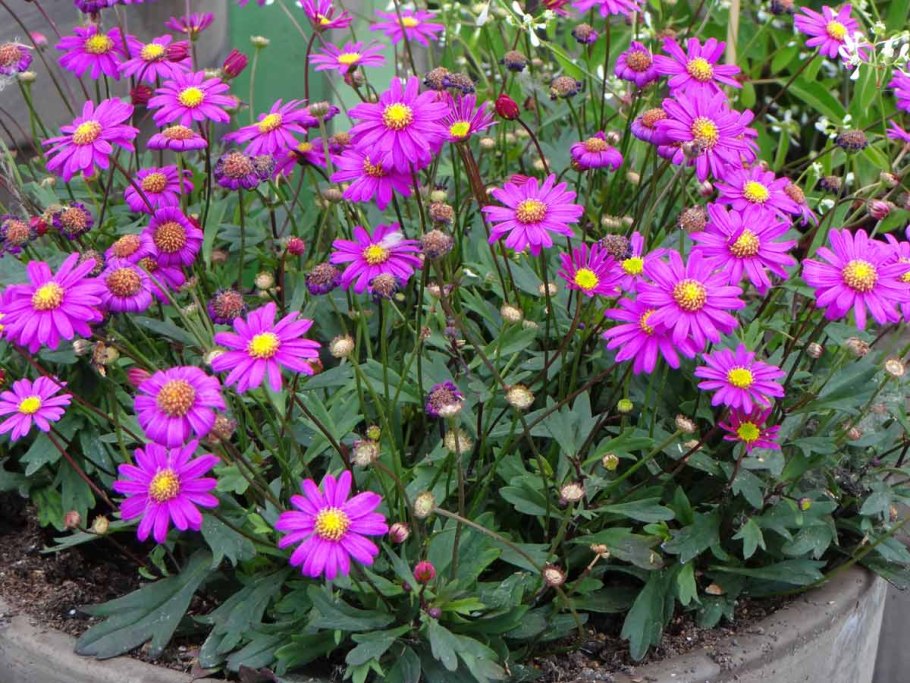 Брахи ком иберолистная