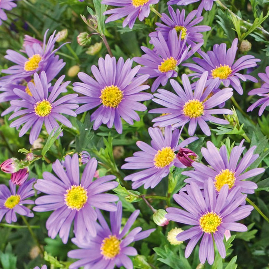 Брахикома пурпурная малышка