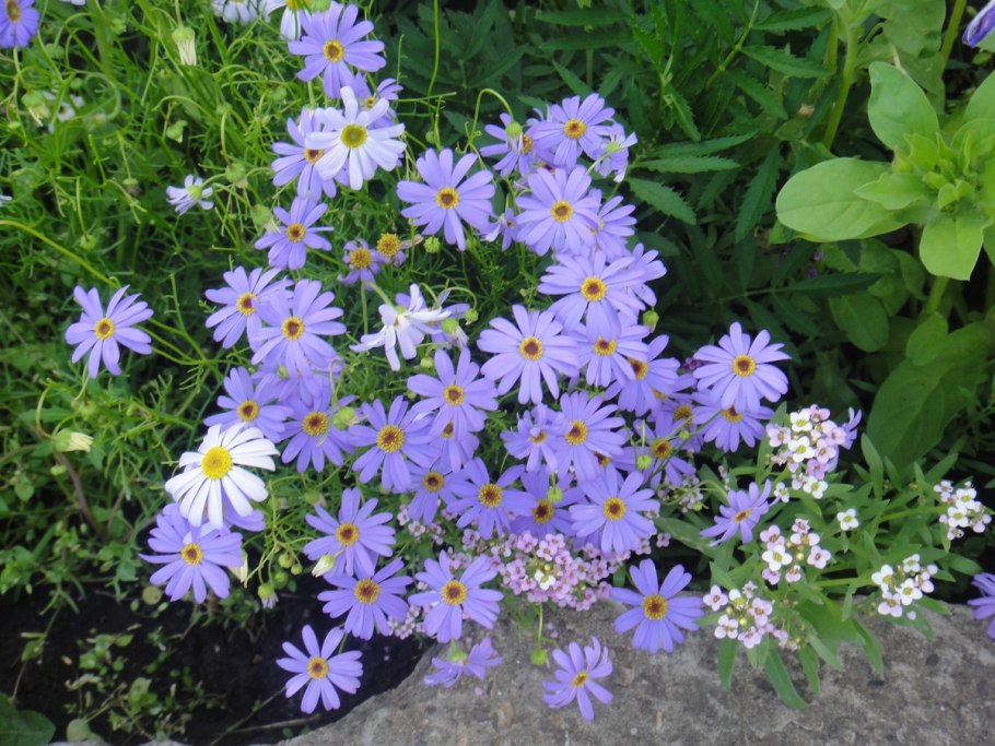 Брахи ком иберолистная