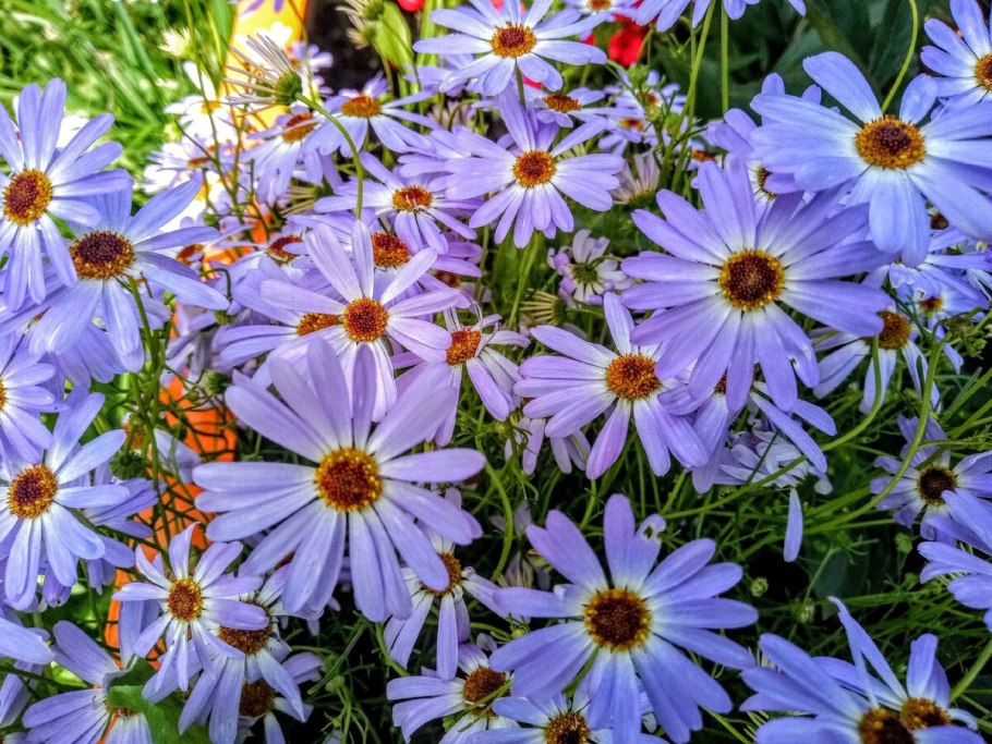 Брахикома однолетник