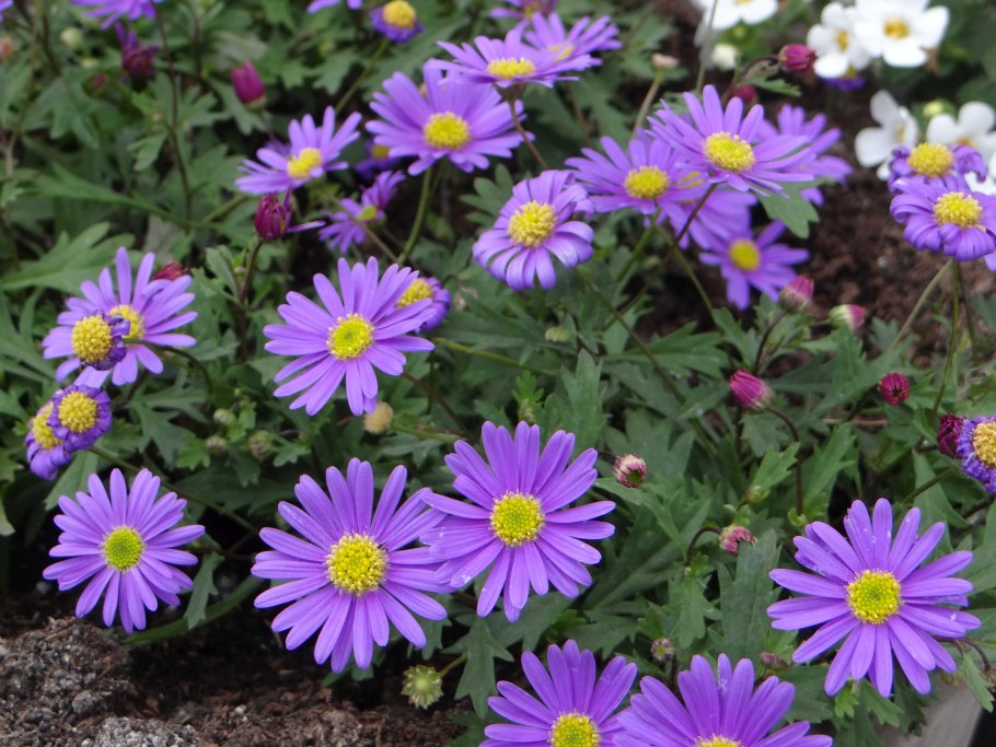 Брахикома brasco violet