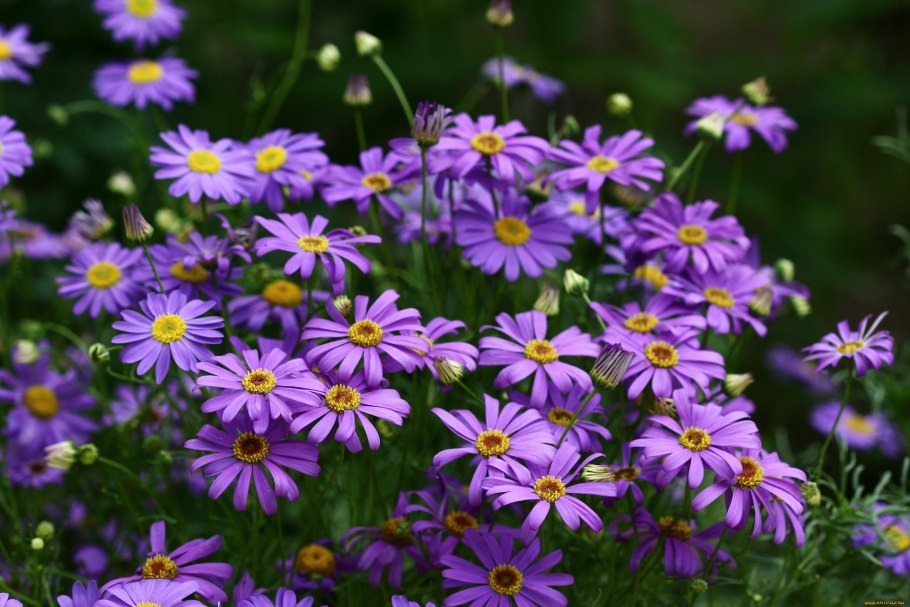 Брахикома голубая неженка