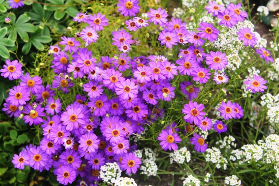 Цветы брахикома