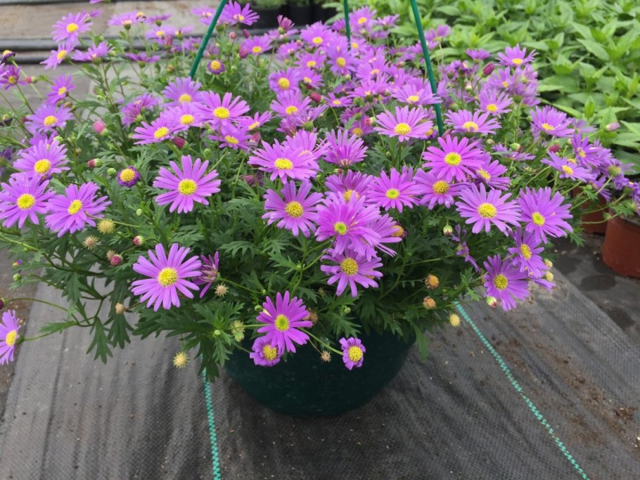 Брахикома рассада