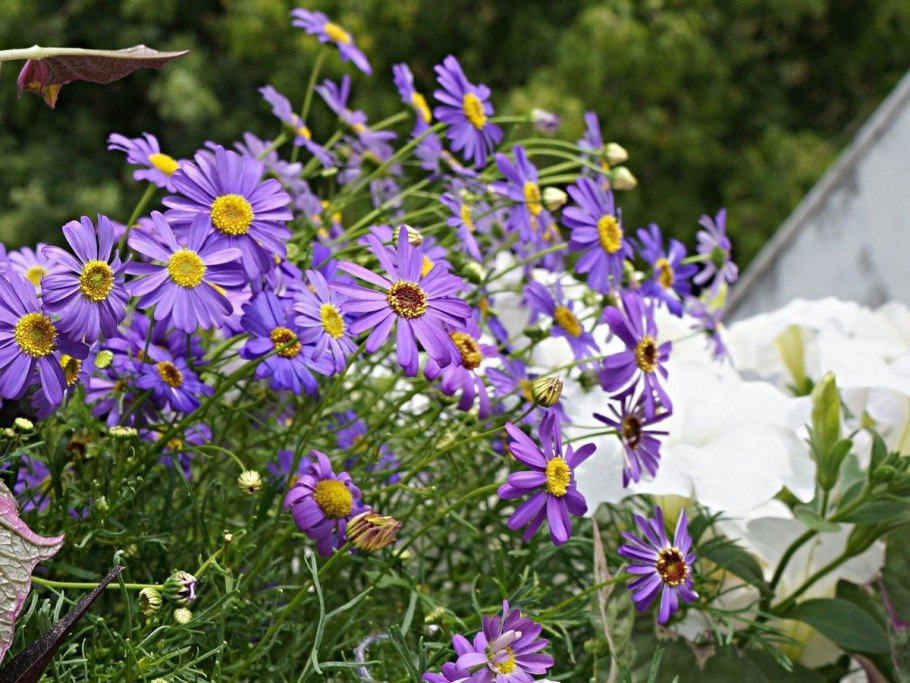 Брахикома иберисолистная синяя