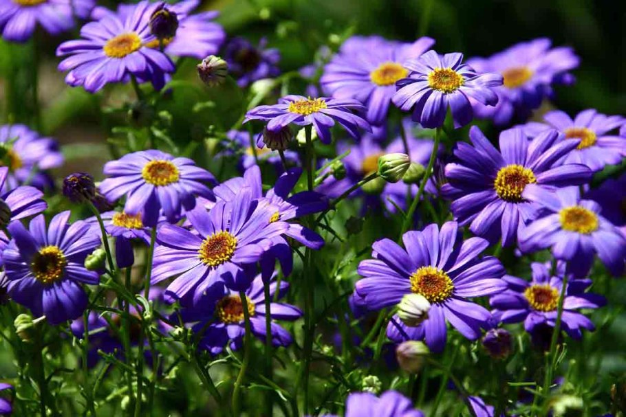 Брахикома и беролистная