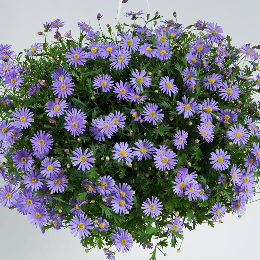 Брахикома иберисолистная Маргарита