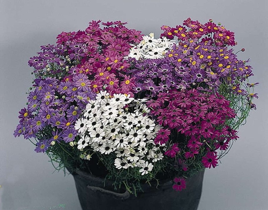 Брахикома маргаритка