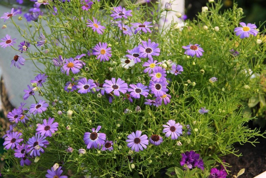 Брахикома выращивание из семян