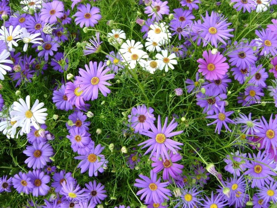 Брахикома голубая