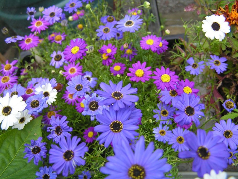 Брахикома маргарита