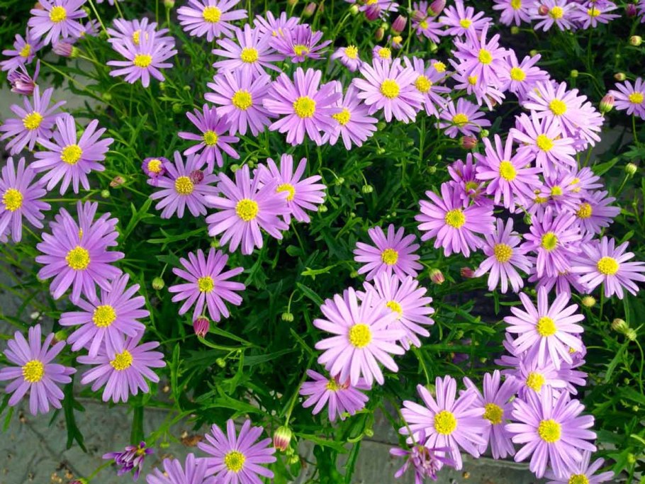 Брахикома голубая неженка