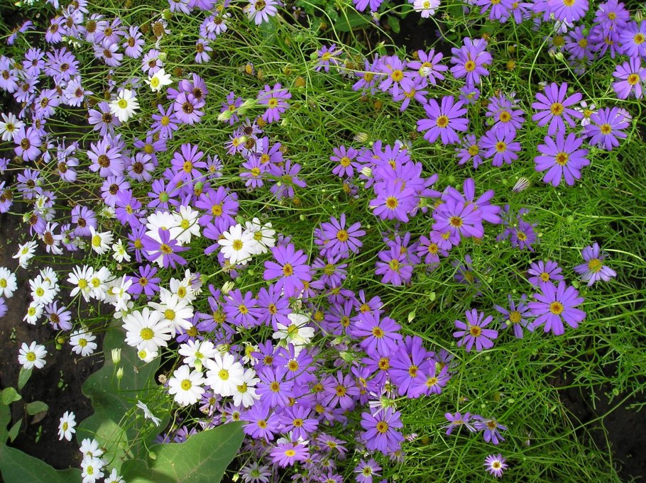 Брахикома голубая неженка