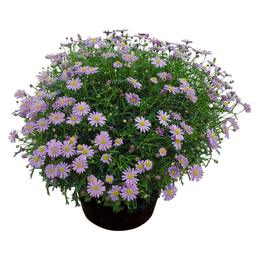 Брахикома brasco violet