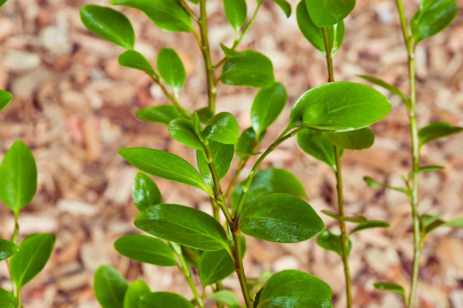 Кустарник гризелиния