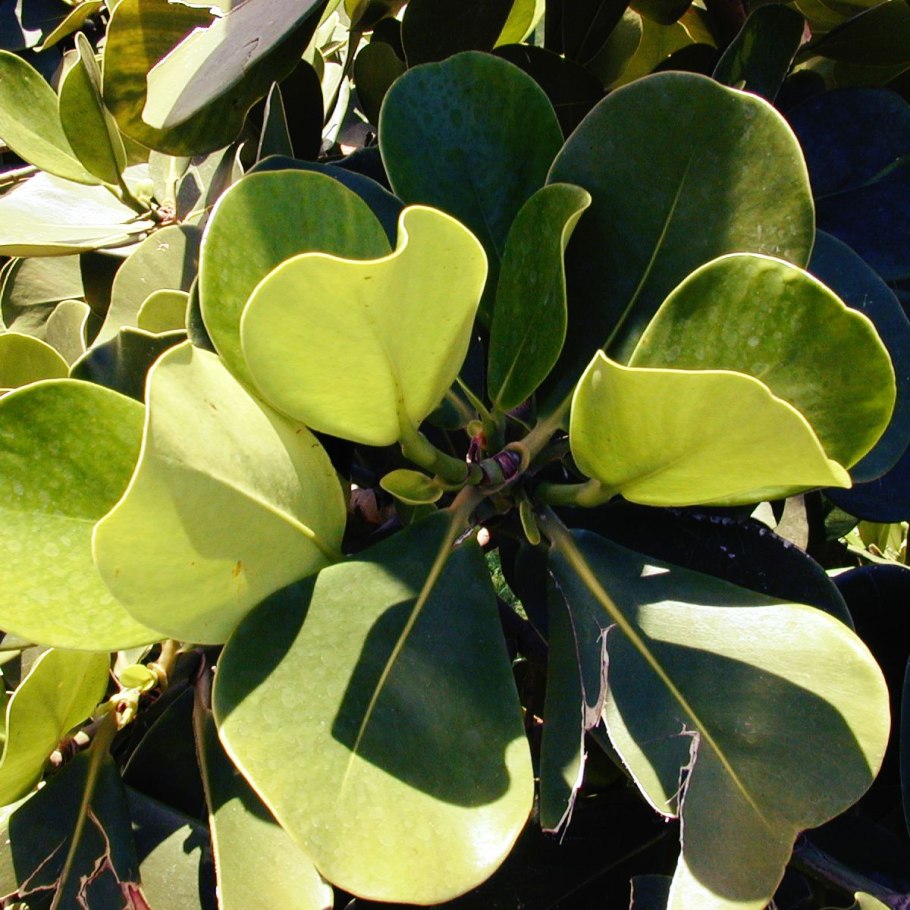 Жимолость блестящая (Lonicera nitida)