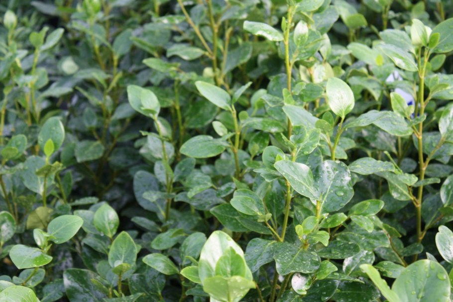 Самшит вечнозеленый цветки