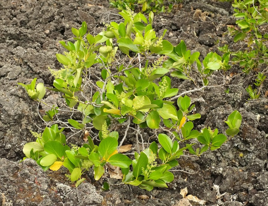 Griselinia jodinifolia