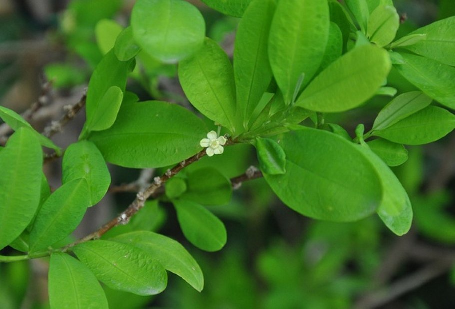 Растение обвойник греческий