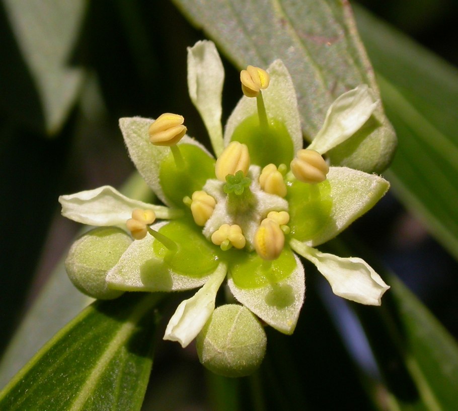 Quillaja saponaria