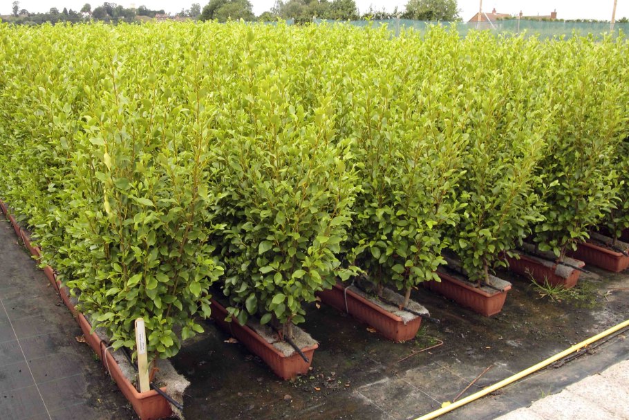 Гризелиния растение