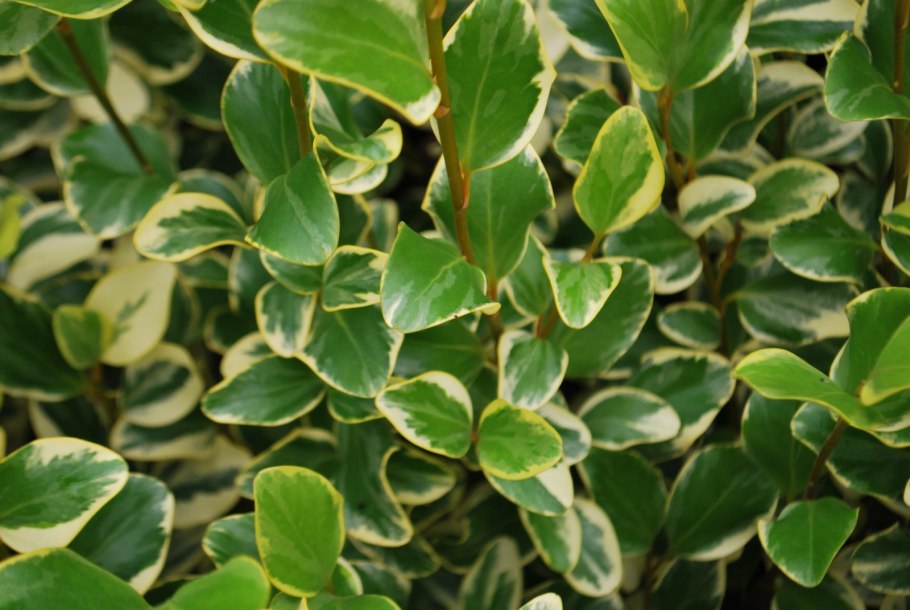 Гризелиния крупнолистная