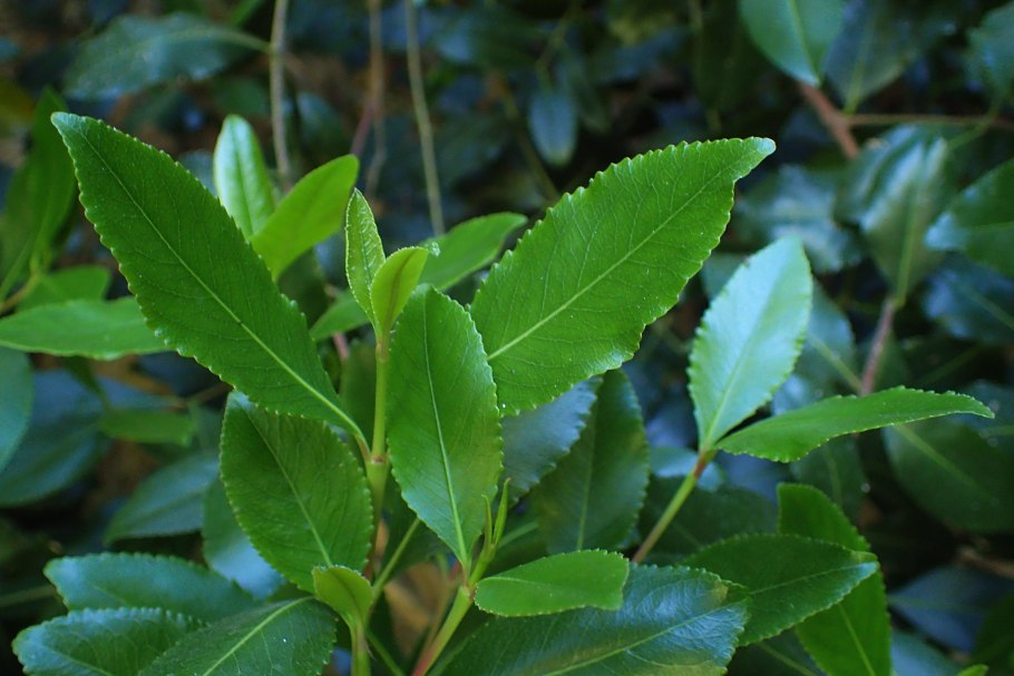 Самшит — Buxus colchica