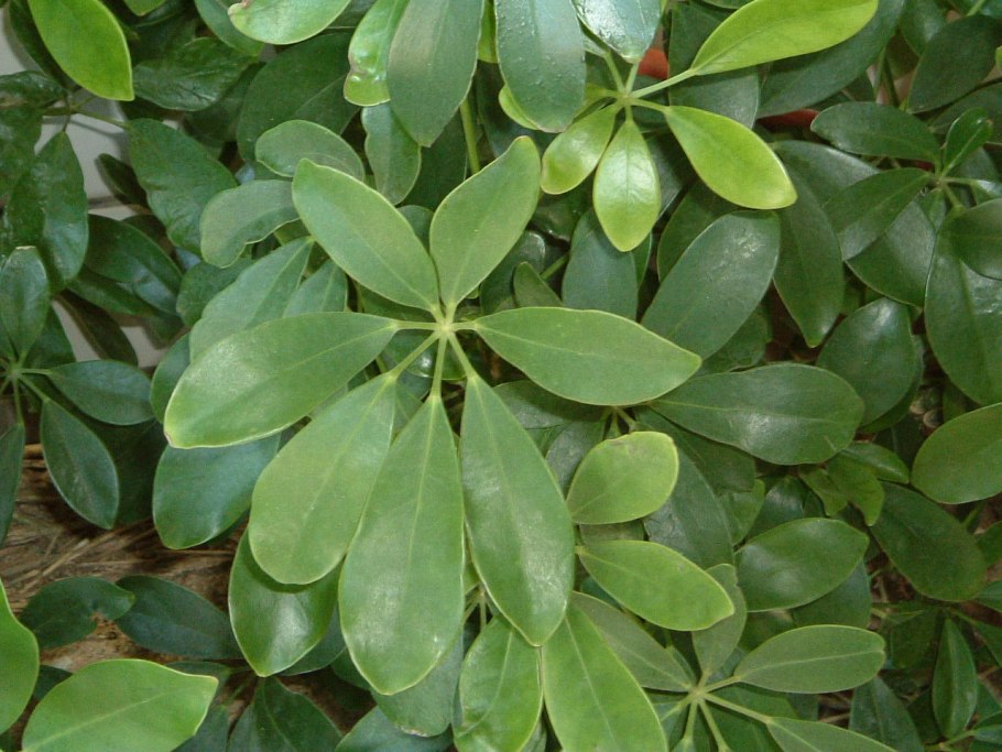 Кизильник алаунский Cotoneaster alaunicus