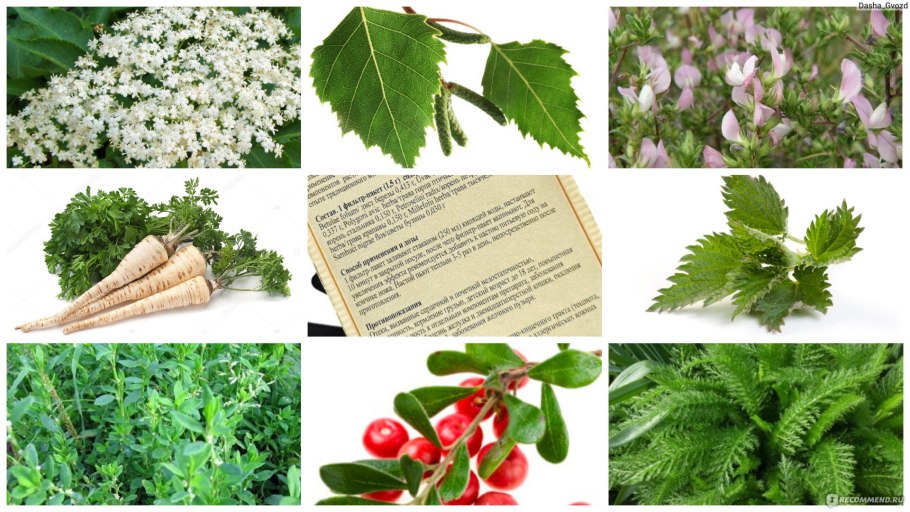 Значение живых организмов в жизни человека