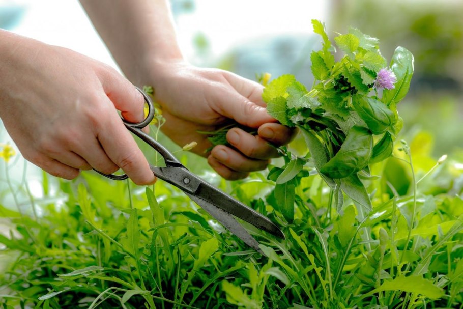 Травник описание 300 лекарственных растений