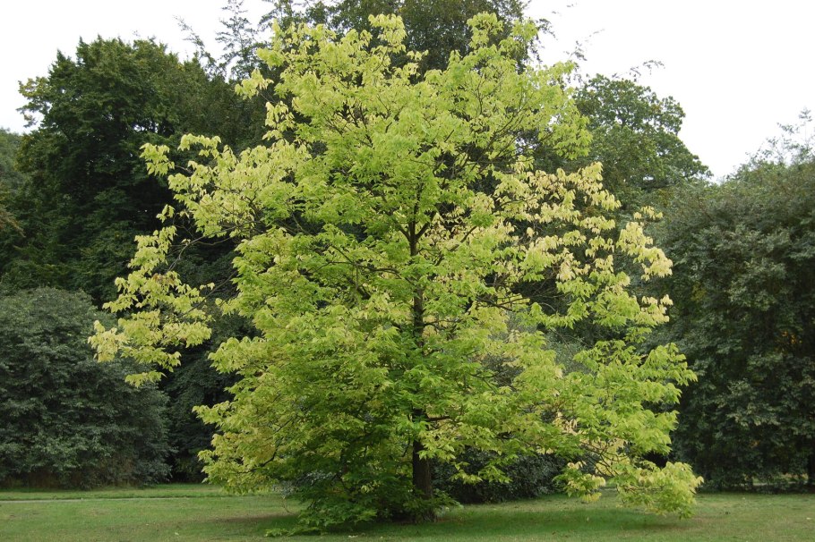 Celtis Australis дерево
