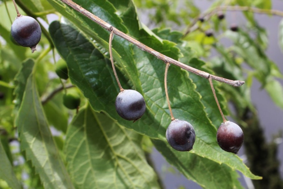 Каркас Южный (Celtis Australis) Крым