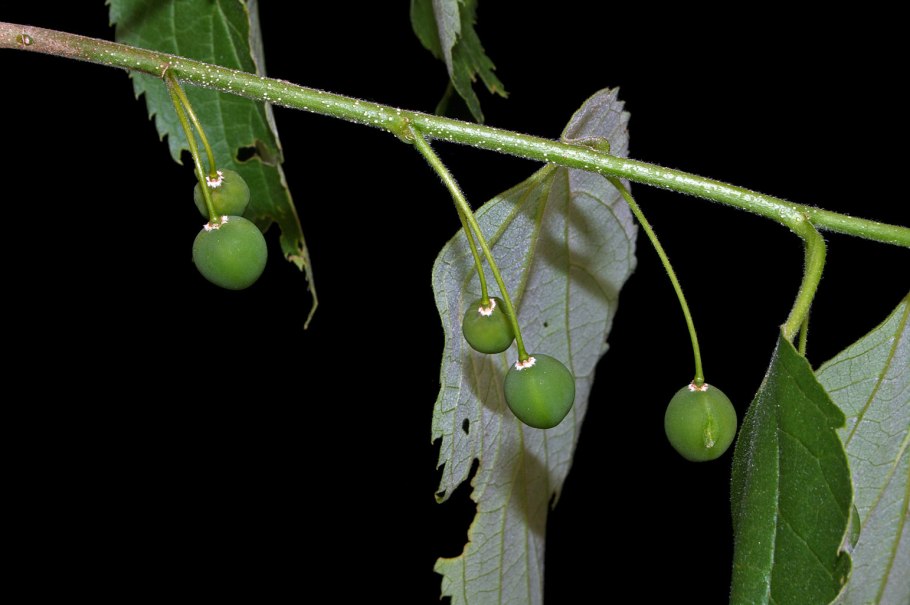 Celtis Australis дерево