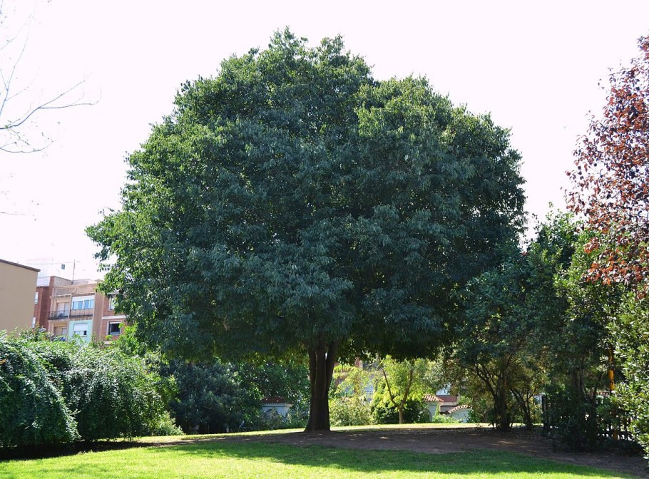 Celtis Australis дерево