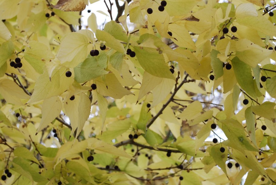 Каркас Южный (лат. Celtis Australis)