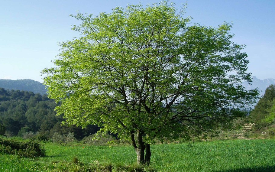 Каркас дерево