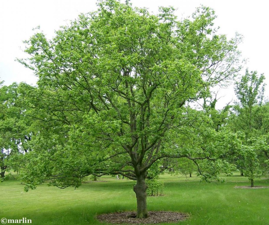 Каркас Западный Celtis occidentalis