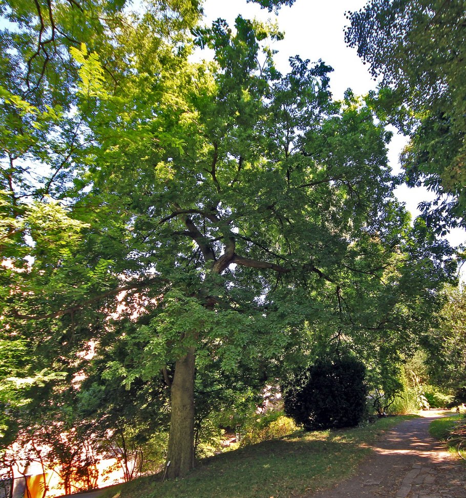 Каркас Южный (Celtis Australis)