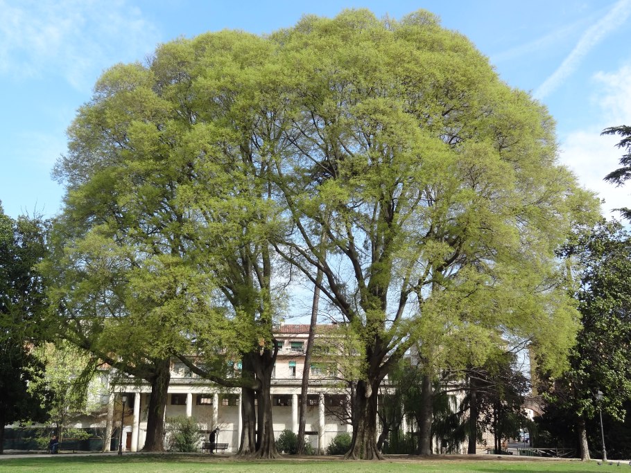 Каркас кавказский Celtis Caucasica