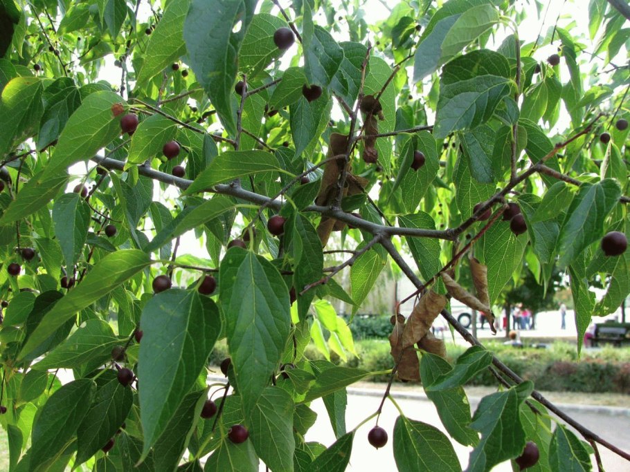 Celtis laevigata reticulata